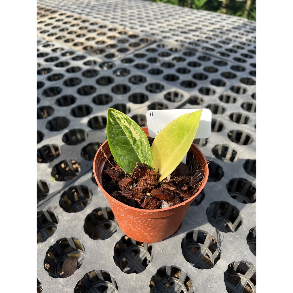 มุมมอง 6