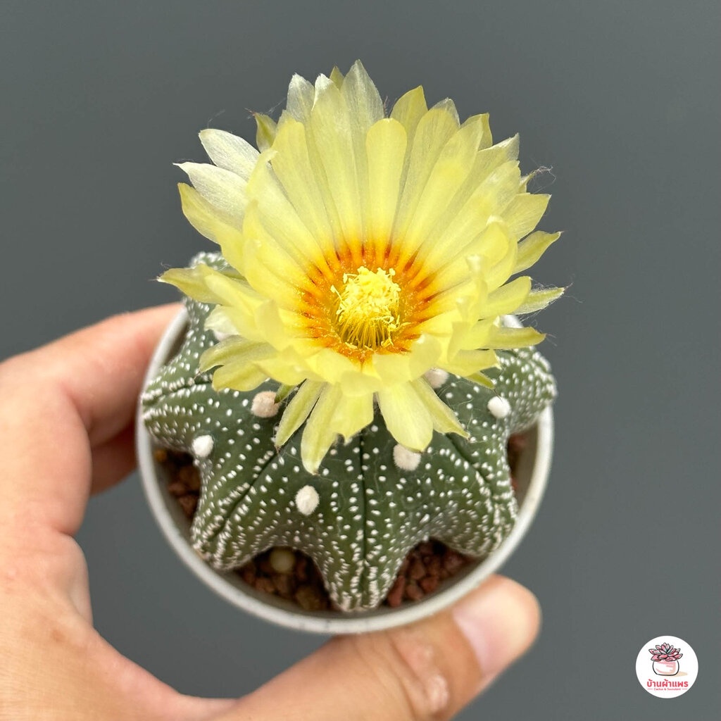 แอสโตรไฟตัม ทรงปลาดาว Astrophytum แคคตัส กระบองเพชร รูปที่ 6