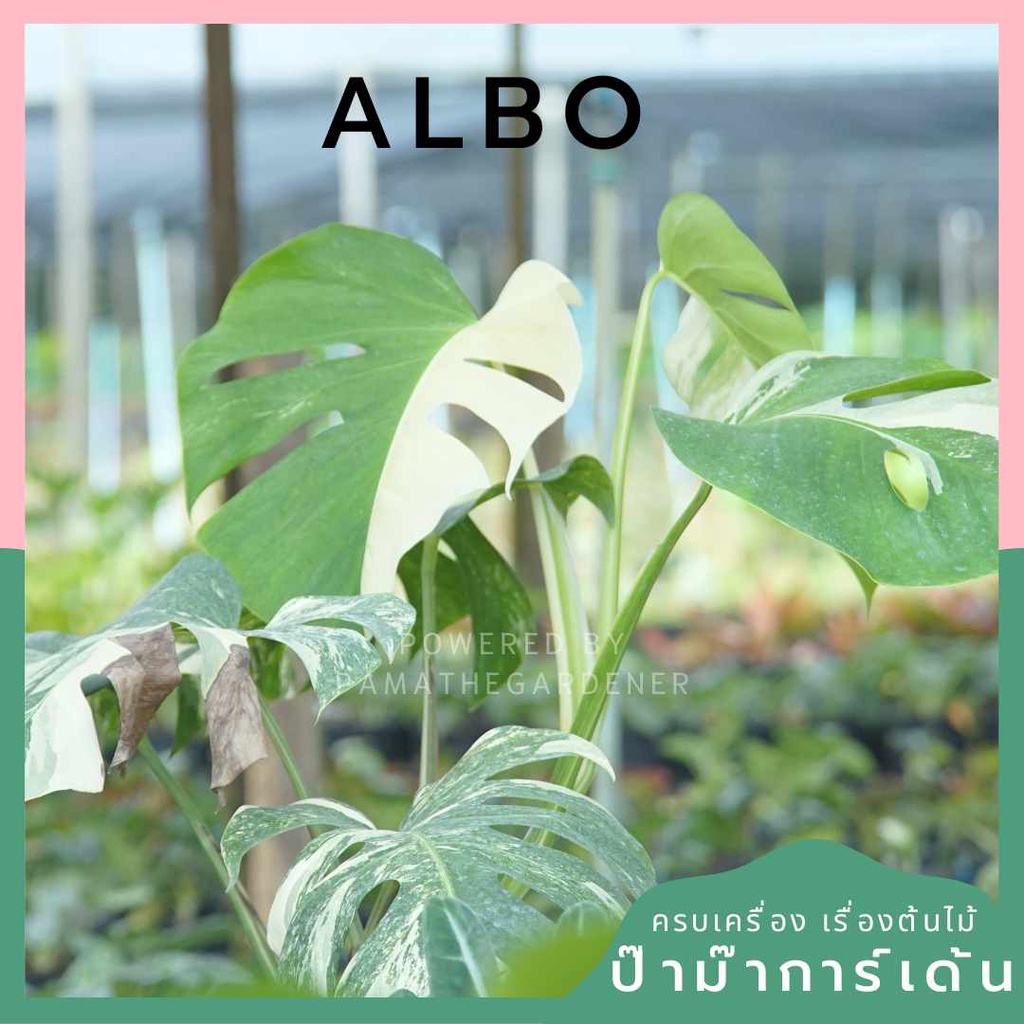 ต้นมอนสเตอร่า อัลโบ้ด่าง Monstera Albo Variegated ใบสวย