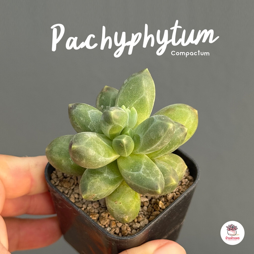 Pachyphytum Compactum ไม้อวบน้ำ กุหลาบหิน cactus&amp;succulentหลากหลายสายพันธุ์