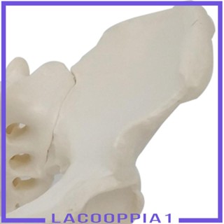 [Lacooppia1] โมเดล PVC 1 สําหรับช่วยสอน