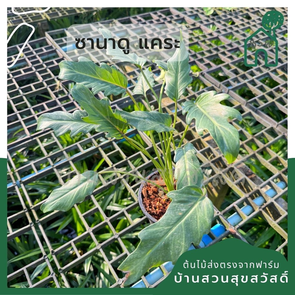 ซานาดูแคระ Philodendron Xanadu กระถาง 5 นิ้ว