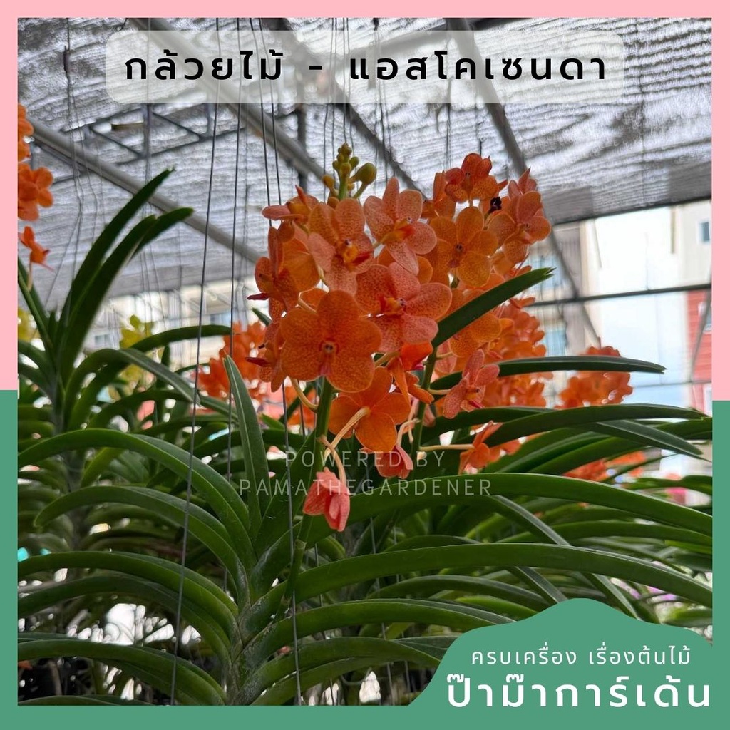 กล้วยไม้ - แอสโคเซ็นด้า ( Orchid Ascocenda )