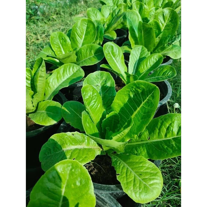 เมล็ดพันธ์ุ กรีนคอส 1000 เมล็ด [10 เเถม 1 คละได้]

<p>“><center></p>
<h4></h4>
<p><p><font color=