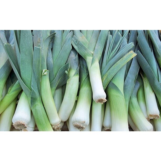 กระเทียมต้นยักษ์ 40-100 เมล็ด (Leek) กระเทียมต้นฝรั่ง เมล็ดกระเทียมต้น เมล็ดพันธุ์ [ซื้อ 10 แถม 1 คละได้] งอกดี