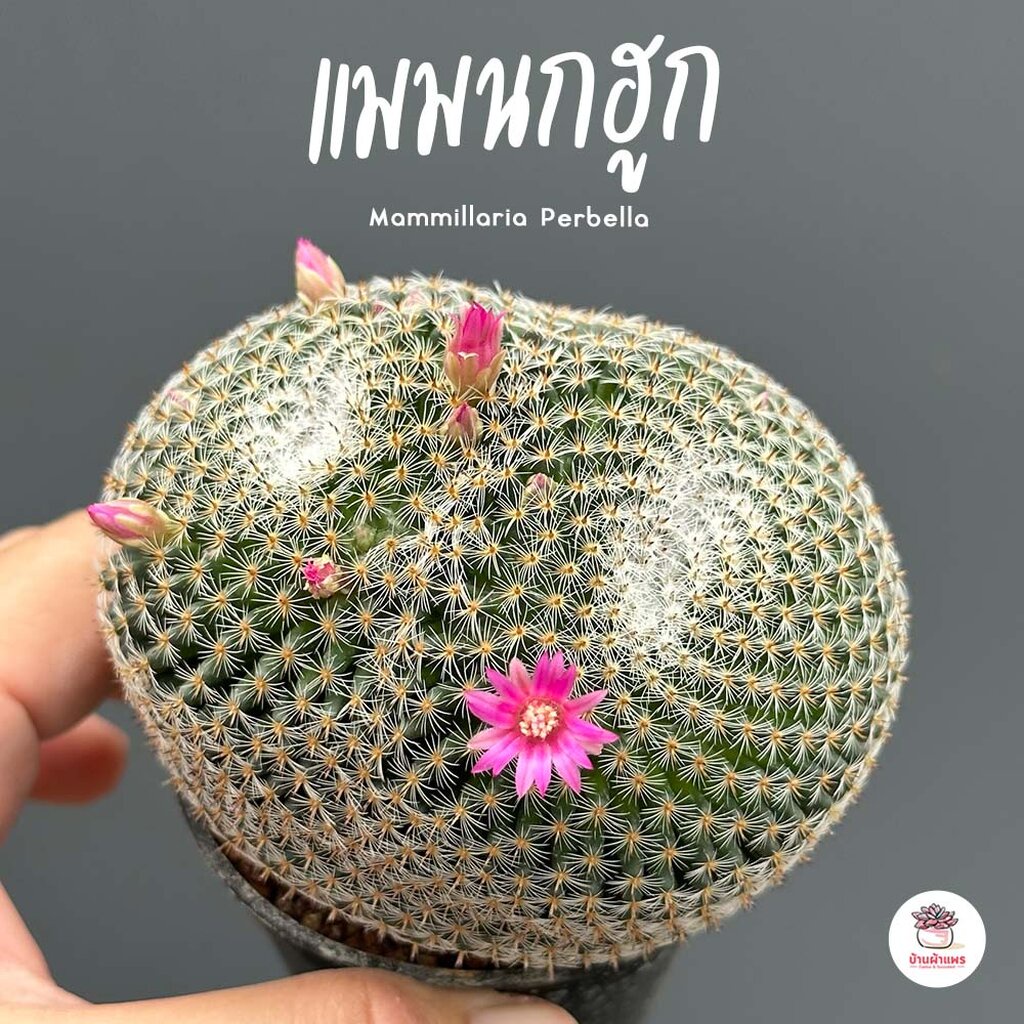 แมมนกฮูก Mammillaria Perbella แคคตัส กระบองเพชร cactus&succulent