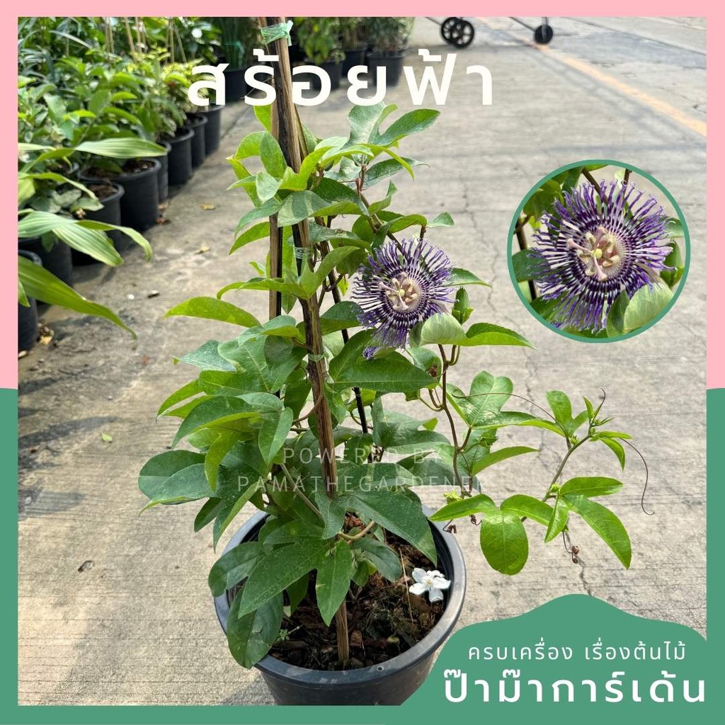 สร้อยฟ้า กระถาง 11 นิ้ว เป็นไม้ไทย ดอกมีเอกลักษณ์สวยมาก ดอกม่วง หรือดอกแดง คละสี