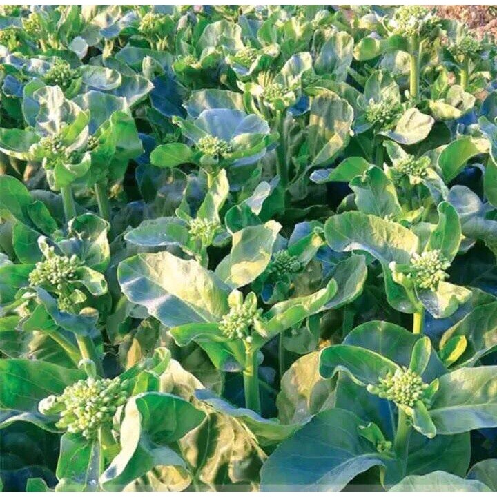 เมล็ดพันธุ์คะน้าดอกฮองกง 10000 เมล็ด [ 10 แถม 1 คละได้] งอกดี ปลูกง่าย โตไว ผลผลิตสูง