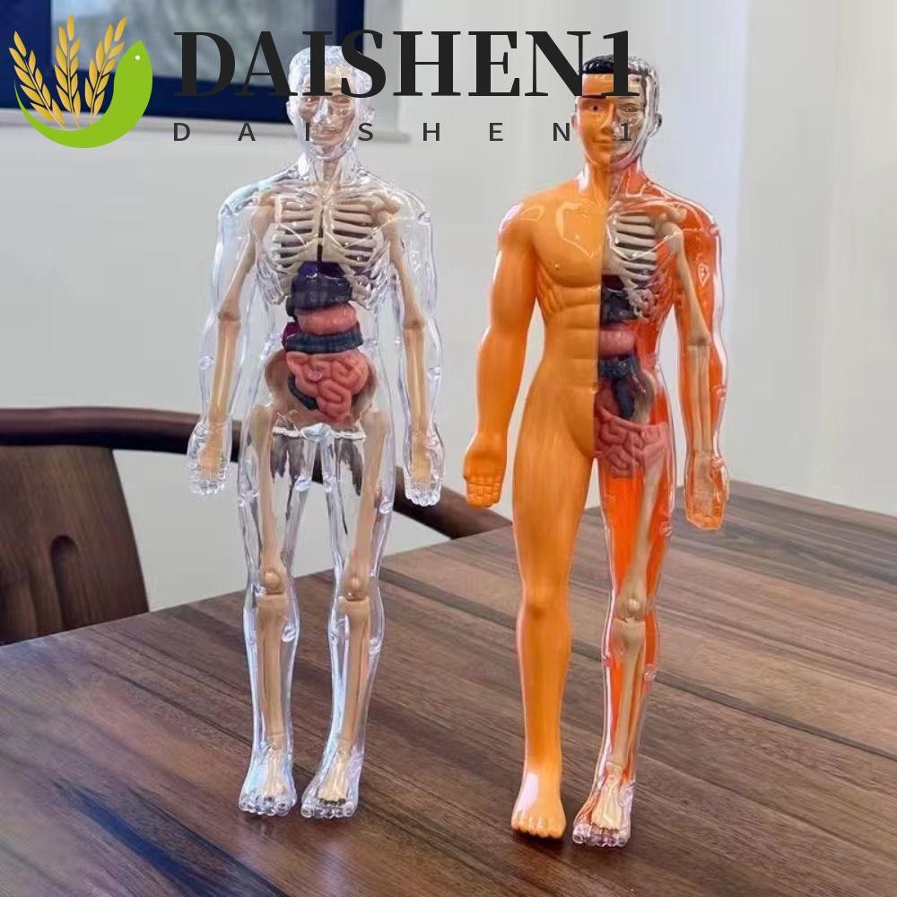 ดาishen1 3ง ลําตัวมนุษย์รุ่น พลาสติก โครงกระดูกวิทยาศาสตร์ของเล่นเพื่อการศึกษาเด็ก