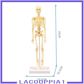 [Lacooppia1] โมเดลโครงกระดูกมนุษย์ พร้อมกระดูก และการเคลื่อนไหว เพื่อการเรียนรู้วิทยาศาสตร์ สําหรับเด็ก