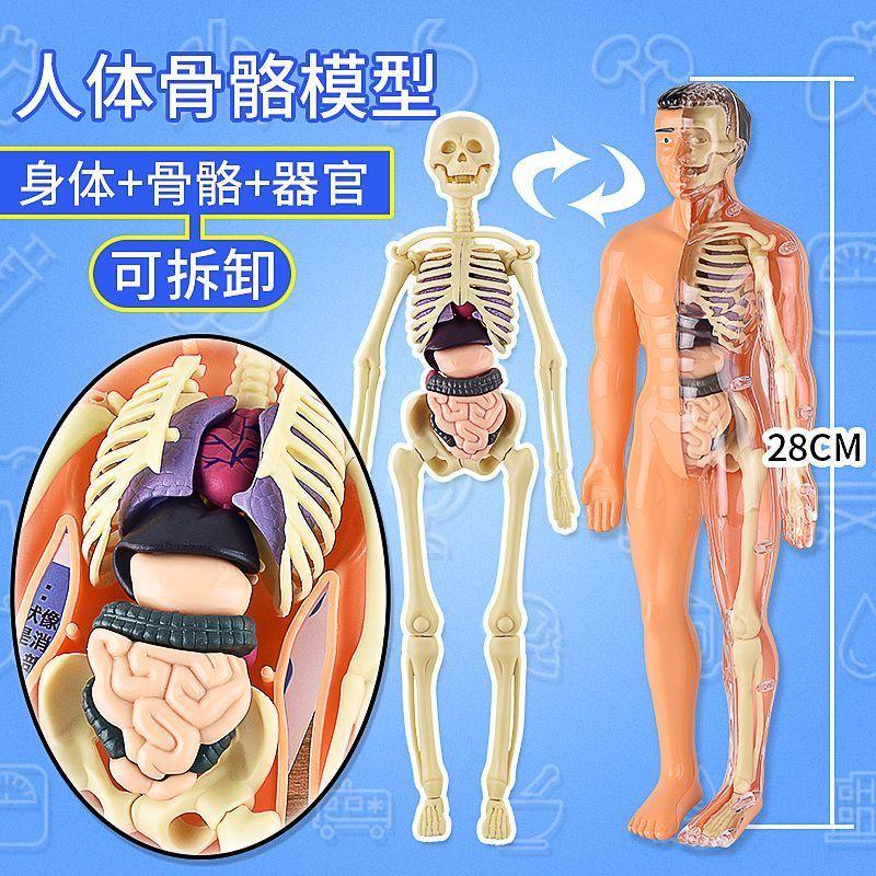 [TikTok same style] Human body structure model visceral Anatomy organ medical simulation model detachable trunk structure children's science and education toy 11.15fx