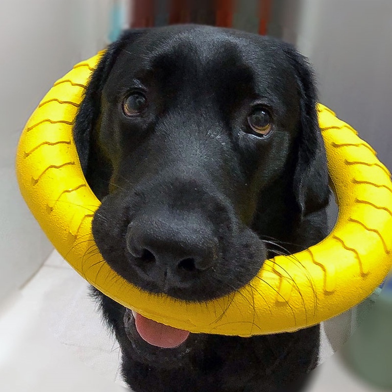COD ของเล่นหมา จานร่อน ของเล่นลูกบอล แบบโต้ตอบ ความเหนียวสูง ทนทาน สําหรับฝึกสัตว์เลี้ยง สุนัข