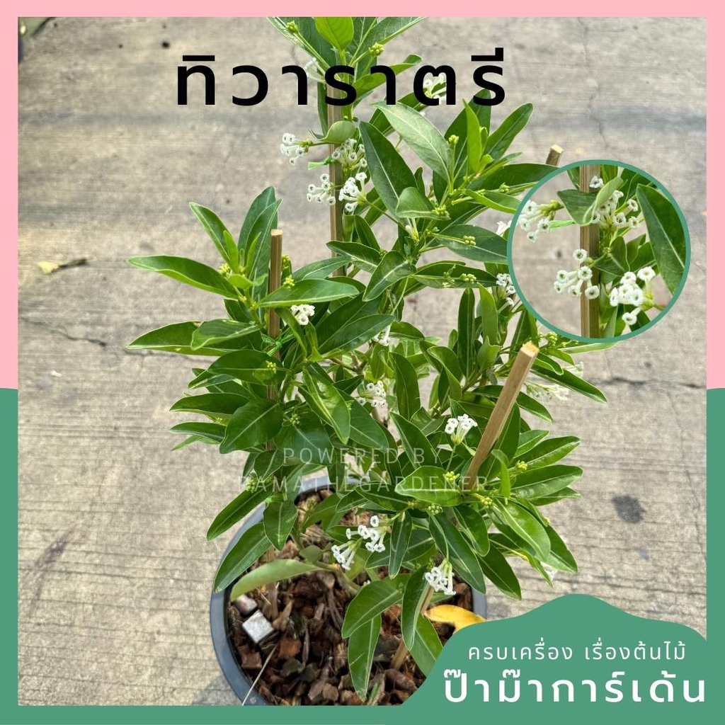 ทิวาราตรี กระถาง 11 นิ้ว