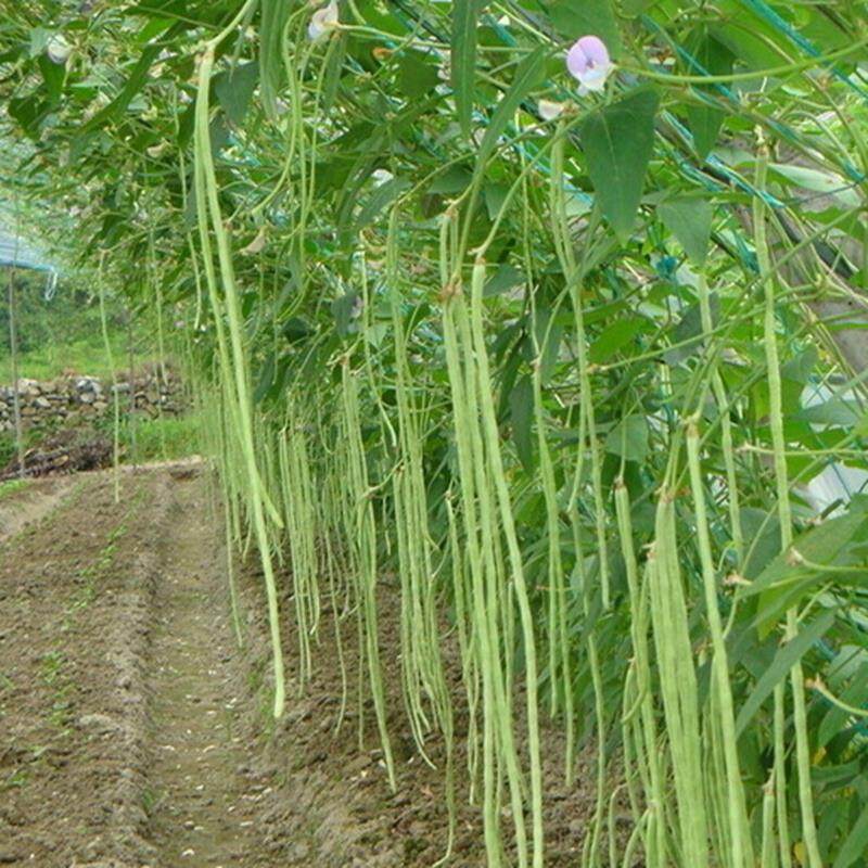 เมล็ดพันธุ์ ถั่วฝักยาว ถั่วค้าง ถั่วฝักยาวเขียว 300 เมล็ด [ 10 เเถม 1 คละได้]