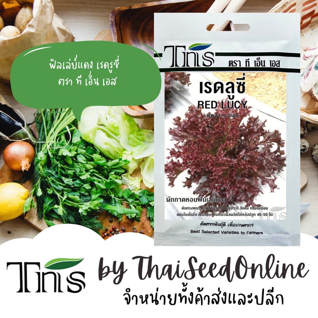 #เมล็ดพันธุ์TNS
#ฟิลเลย์แดง
#เรดลูซี่
#ผักสลัด
#ทีเอ็นเอส