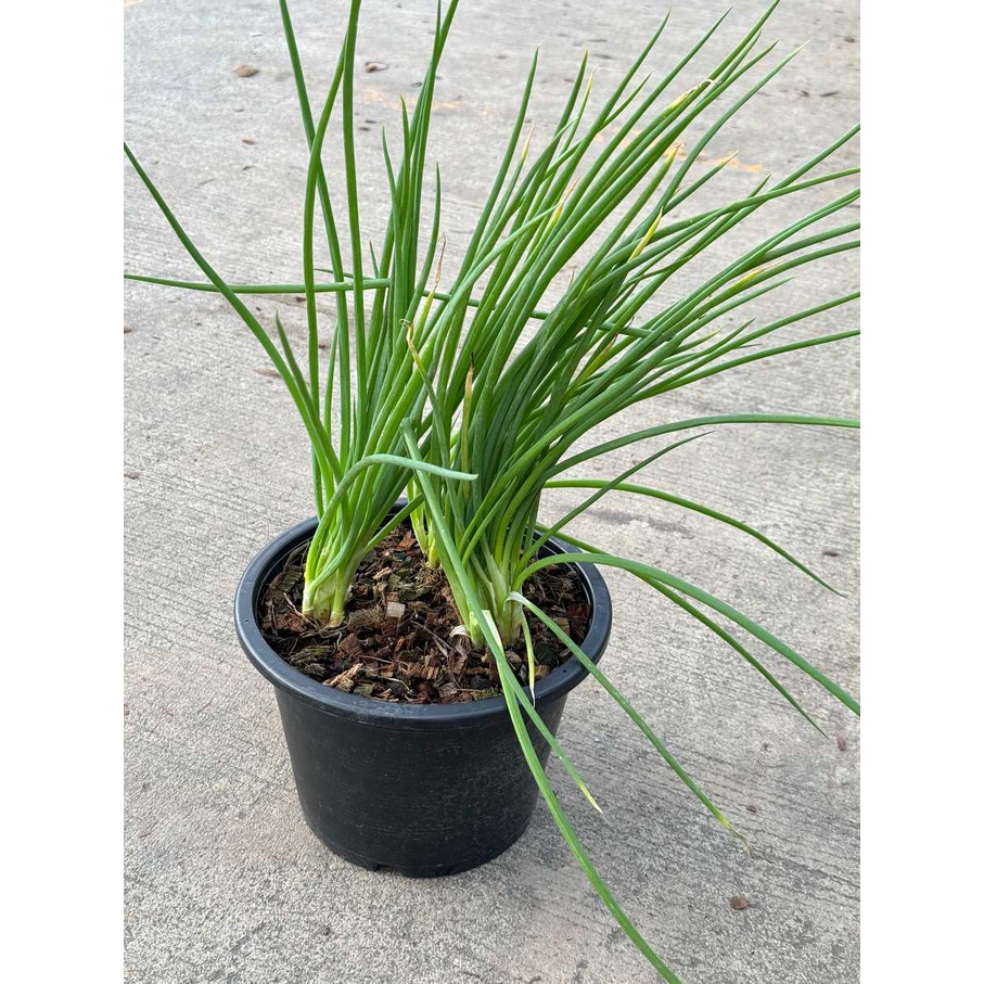 มุมมอง 6