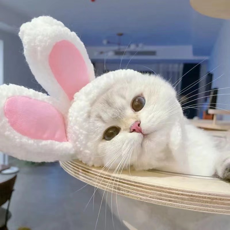 『RIZER』หมวกหูกระต่ายน่ารัก คุณภาพดี สําหรับสัตว์เลี้ยง สุนัข แมว