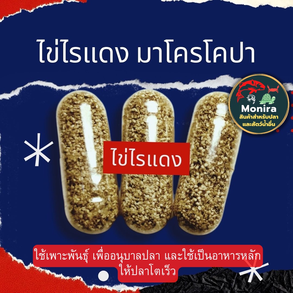 ไรแดง ไข่ไรแดงมาโครโคปา 1-3 แคปซูล ใช้สำหรับเพาะฟัก