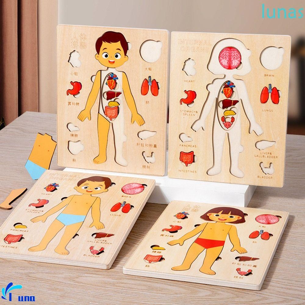 Lunasol ปริศนาร่างกายมนุษย์ไม้, ปริศนาโครงสร้างร่างกายชายหญิงหลายชั้น, กิจกรรม Busy Board Early Education Montessori การศึกษา Anatomy จิ๊กซอว์เกมก่อนวัยเรียน