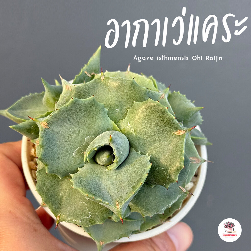 อากาเว่แคระ Agave isthmensis Ohi Raijin กระบองเพชร ไม้อวบน้ำ cactus&succulent หลากหลายสายพันธุ์