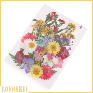 [Lovoski1] ดอกไม้แห้ง หลายดอก สําหรับงานฝีมือ DIY 10 ชิ้น