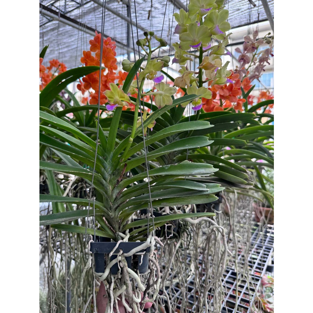 มุมมอง 6