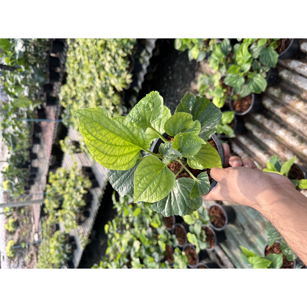 มุมมอง 2