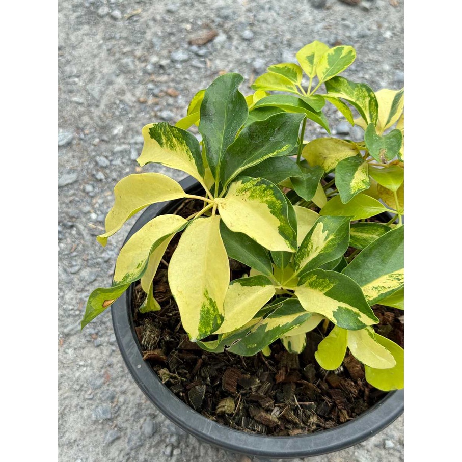 มุมมอง 4