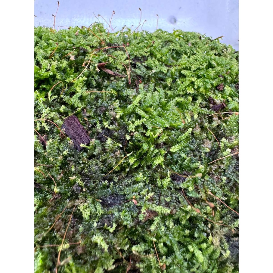 มุมมอง 4