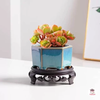 กระถางดินเผา #เคลือบเงาสีน้ำเงิน กระถางต้นไม้ ไม้อวบน้ำ กุหลาบหิน cactus&succulentหลากหลายสายพันธุ์