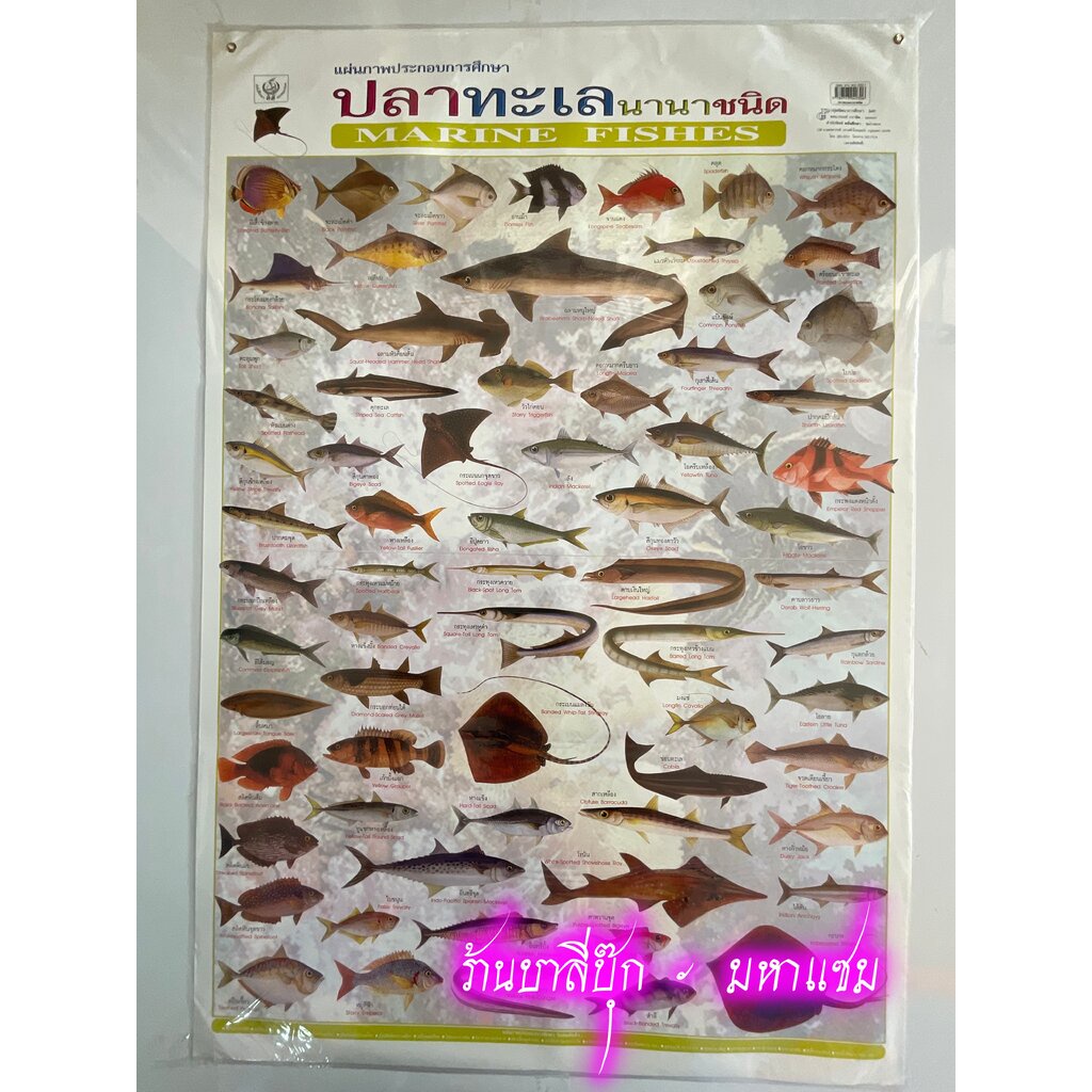 ภาพโปสเตอร์ปลาทะเลนานาชนิด - [No.46] - (53x78cm กระดาษอาร์ตมัน 4 สี แบบหุ้มพลาสติก) แผ่นภาพประกอบการศึกษา สื่อการเรีย...