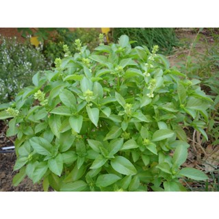 เมล็ดพันธุ์ แมงลัก ผักสวนครัว คัดพิเศษ 1000 เมล็ด [10 แถม 1 …