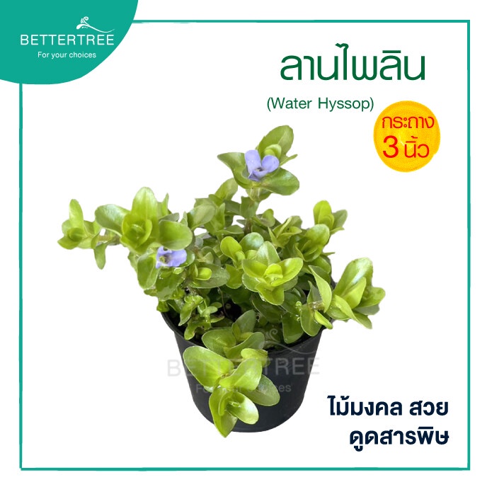 ลานไพลิน กระถาง 3 นิ้ว ต้นไม้น้ำ ต้นไม้แดด ต้นไม้