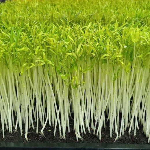 เมล็ดพันธุ์ เมล็ดทานตะวัน ทานตะวันต้นอ่อน ทานสด 200 กรัม [10 แถม 1 คละได้ ] งอกดี ปลูกง่าย โตไว ผลผลิตสูง
