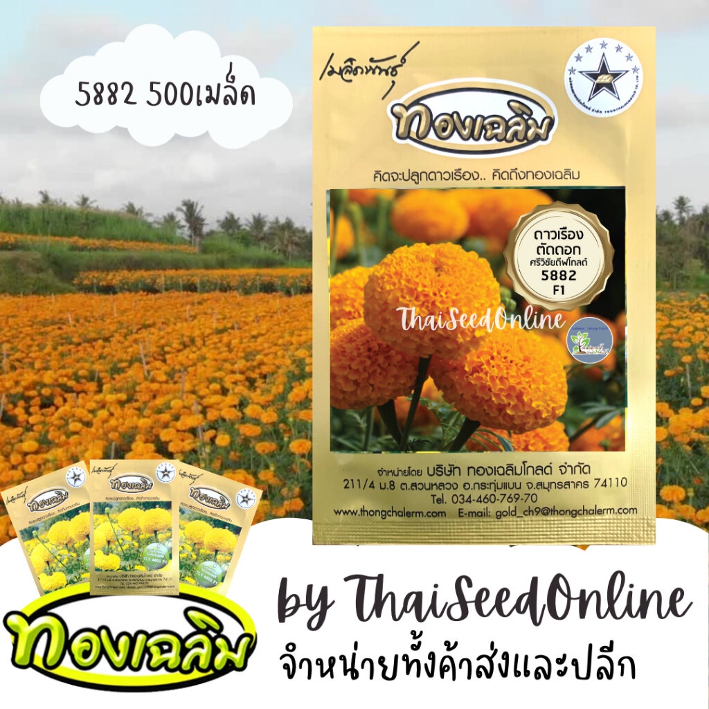 Thongchalerm(ทองเฉลิม) TC500S เมล็ดพันธุ์ ดาวเรืองตัดดอก ดาวเรืองทองเฉลิม 5882 500 เมล็ด Marigold Thongchalerm 5882 5...