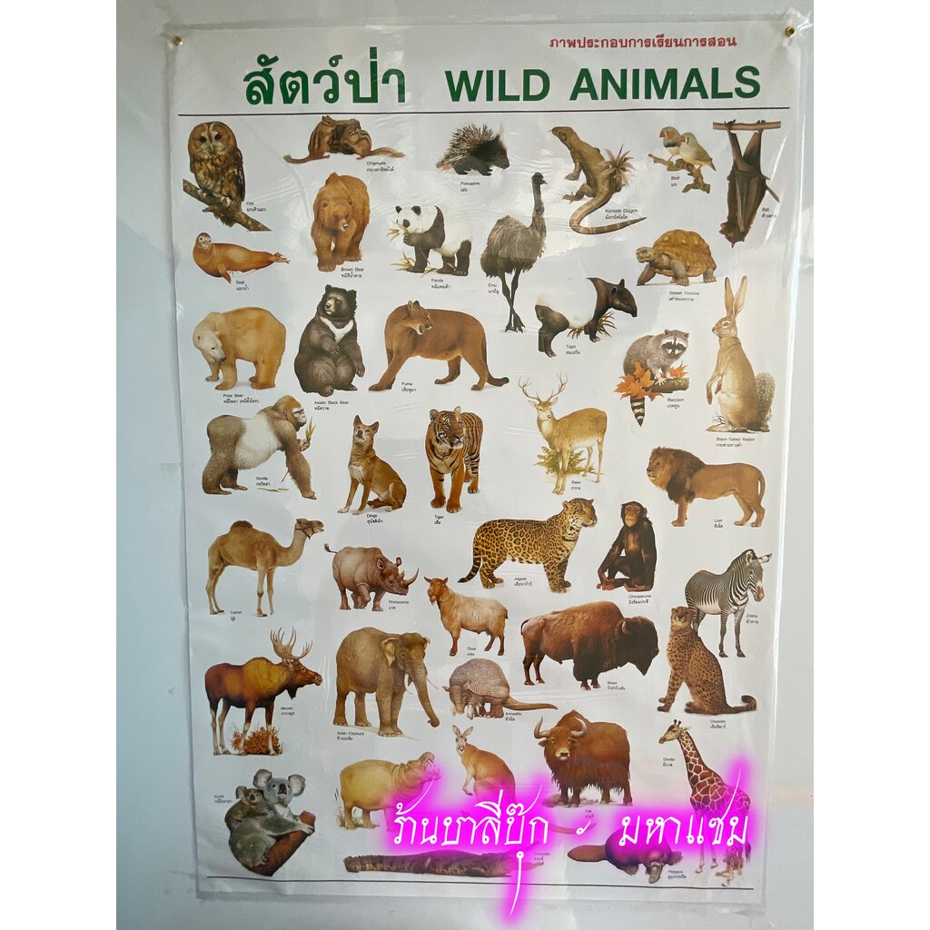ภาพโปสเตอร์สัตว์ป่า - [No.102] - (ขนาด 53x78 cm กระดาษอาร์ตมัน 4 สี แบบหุ้มพลาสติก) แผ่นภาพประกอบการศึกษา มีภาพและคำอ...