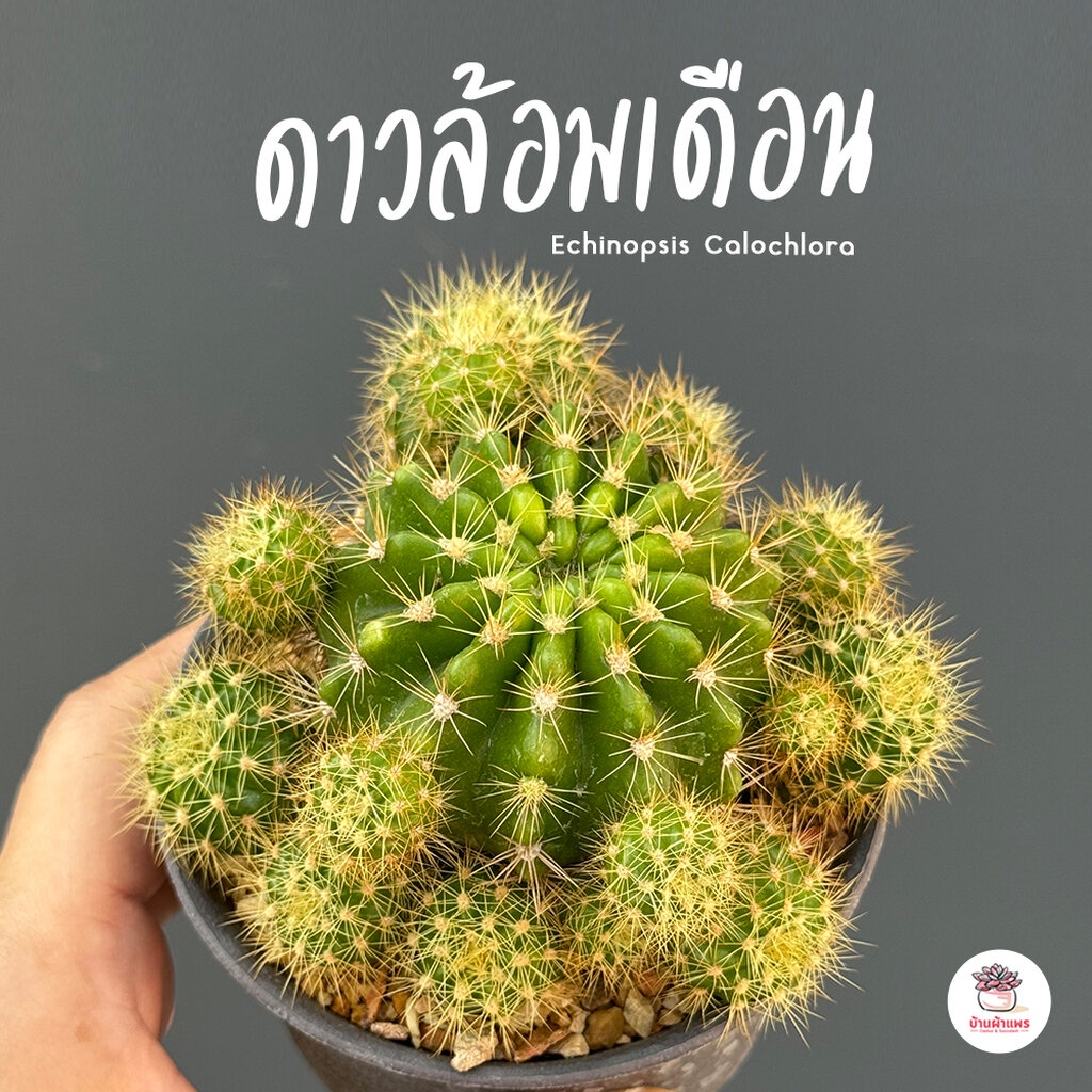 ดาวล้อมเดือน #กระถาง3นิ้ว Echinopsis Calochlora แคคตัส กระบองเพชร cactus&succulent
