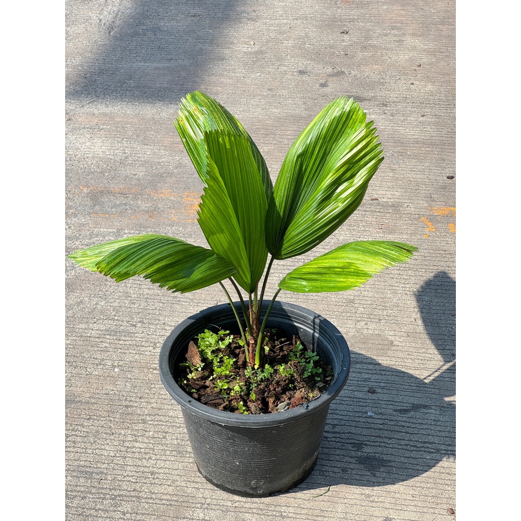 มุมมอง 3