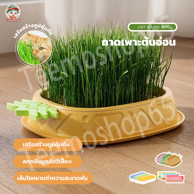 ชุดปลูกข้าวสาลีแมว พร้อมเมล็ด 🐱 ออร์แกนิค ข้าวสาลีแมวต้หญ้าแมว ถาดเพาะต้นอ่อน
