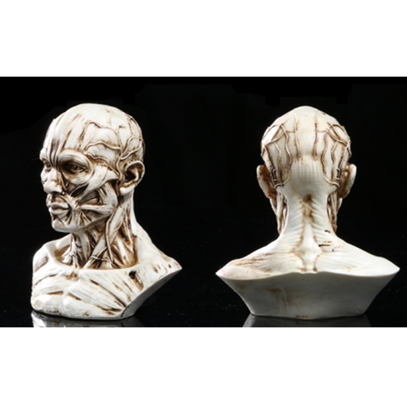 4" Human Model Anatomy Skull Head Muscle Bone Artist Drawing Antique White/ Yellow Home Decoration S