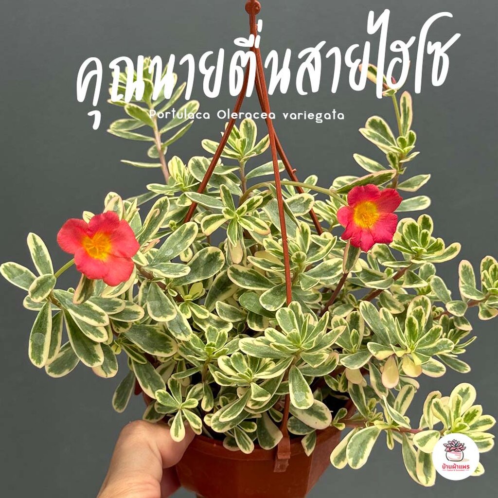 คุณนายตื่นสายไฮโซ Portulaca Oleracea variegata ไม้อวบน้ำ กุหลาบหิน แคคตัส กระบองเพชร cactus&succulent