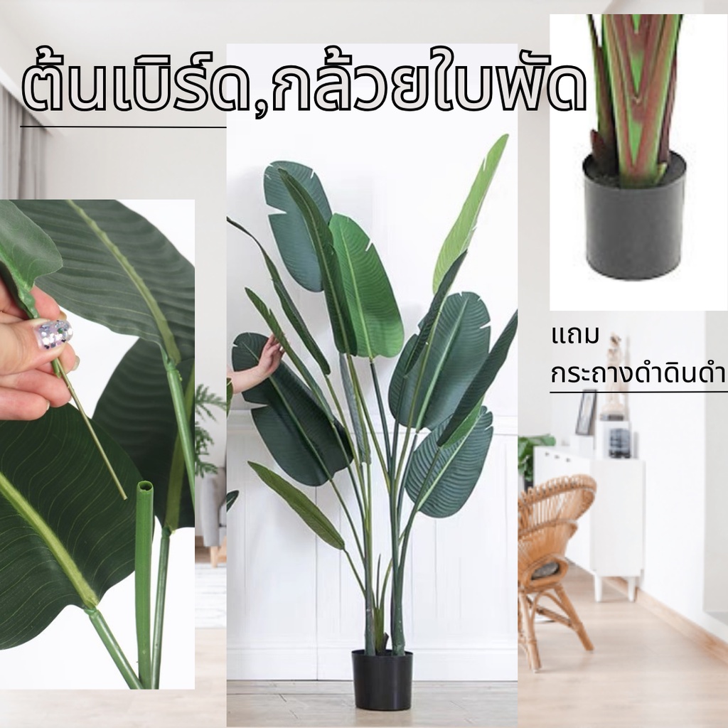Plant L (LRJ) ต้นกล้วยใบพัด ต้นไม้มีกระถาง ต้นไม้แต่งบ้าน ราคาถูก สไตลมินิมอล พร้อมกระถาง ต้นไม้มงคล ตกแต่งคาเฟ่