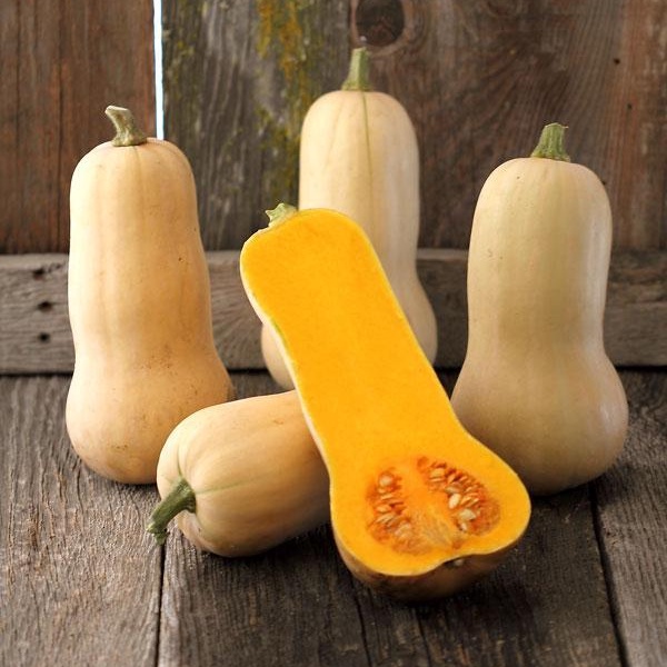 บัตเตอร์นัทสควอช เมล็ดพันธุ์ ปลูกง่าย โตเร็ว ผลผลิตดี Butternut Squash (ซื้อ 10 แถม 1 คละได้)