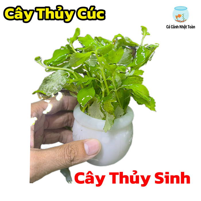 A Pot of Pre-Placed Aquatic Plants - พืชน้ําตู้ปลา