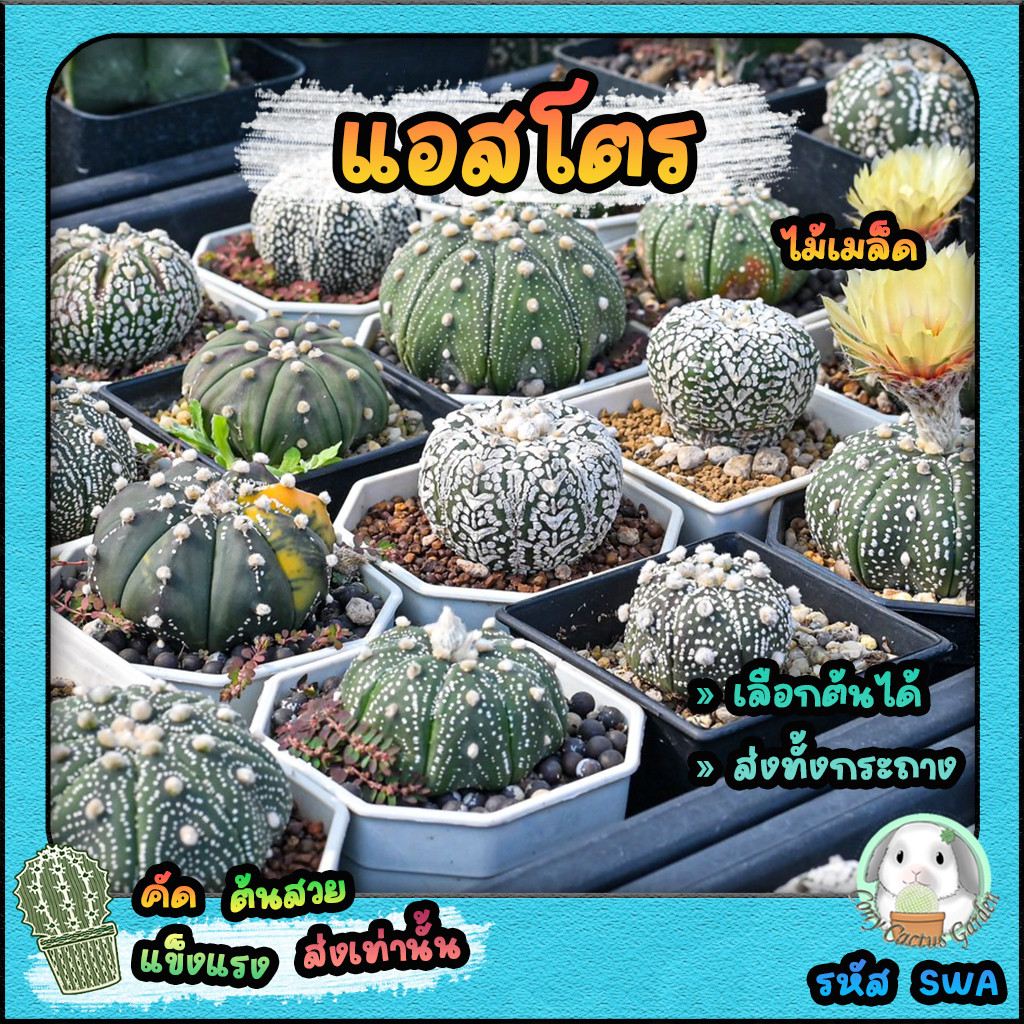 ต้นแอสโตร (เลือกต้นได้) ( ต้นกระบองเพชร Astrophytum) ไม้เมล็ด SET SWA ต้นแคคตัส