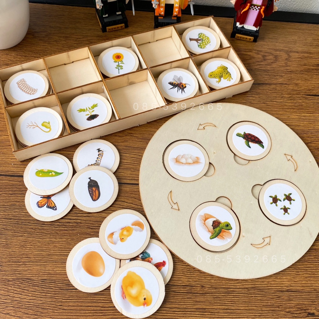 MooShi - ชุดเรียนรู้วงจรชีวิต Montessori Life Cycle Plate 🐛
