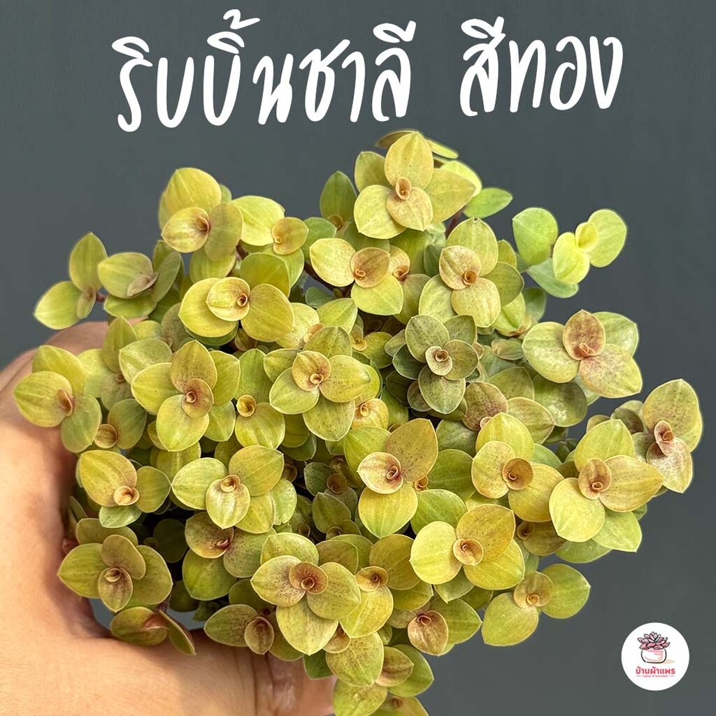 ริบบิ้นชาลีสีทอง #กระถาง3นิ้ว ไม้อวบน้ำ กุหลาบหิน cactus&succulentหลากหลายสายพันธุ์