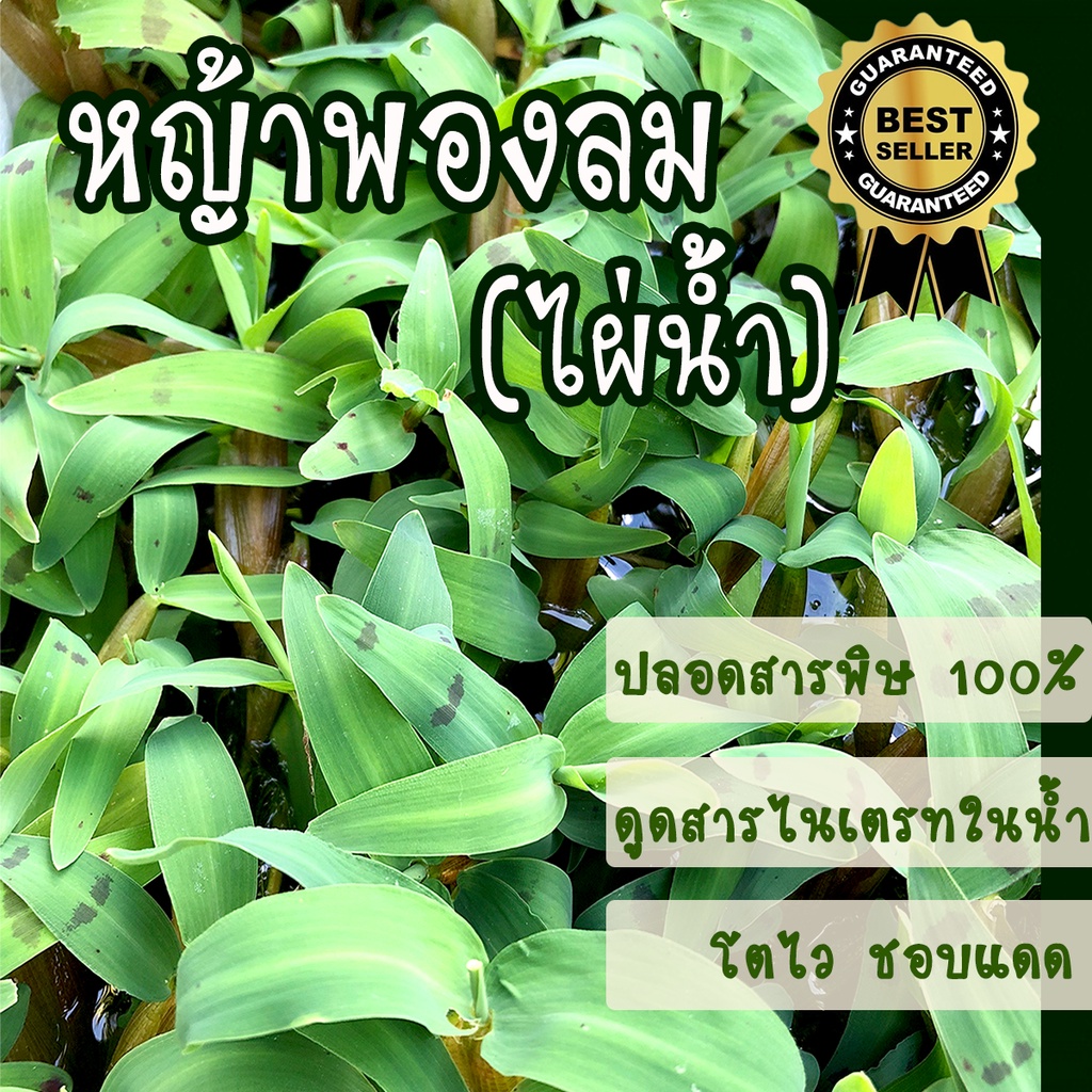 หญ้าพองลม ไผ่น้ำ 15ยอด 30บาท แถม2ยอด พืชน้ำ ต้นไม้น้ำ เหมาะจัดตู้ปลา ประดับอ่างปลา ไม้น้ำประดับ