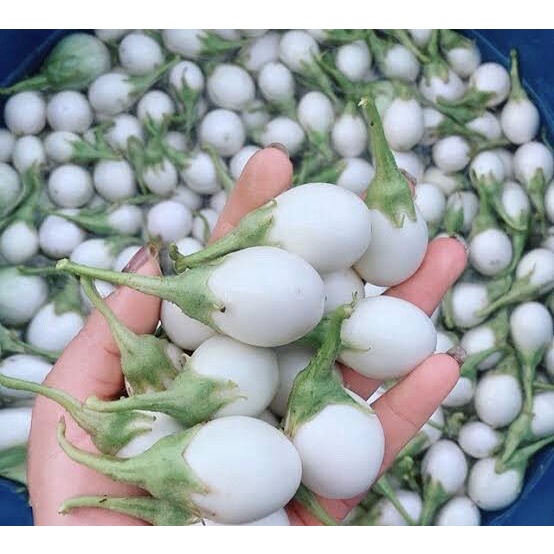 เมล็ดพันธุ์มะเขือไข่เต่าขาว ปลูกง่าย โตเร็ว ผักสวนครัว [10 แถม 1 คละได้]
