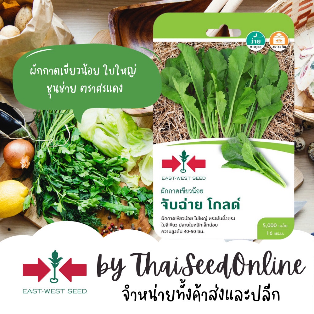 ตราศรแดง GGEW เมล็ดพันธุ์ เขียวน้อยใบใหญ่ จับฉ่าย โกลด์ 5000เมล็ด ตราศรแดง Leaf Mustard ชุนฉ่าย ชุนช่าย